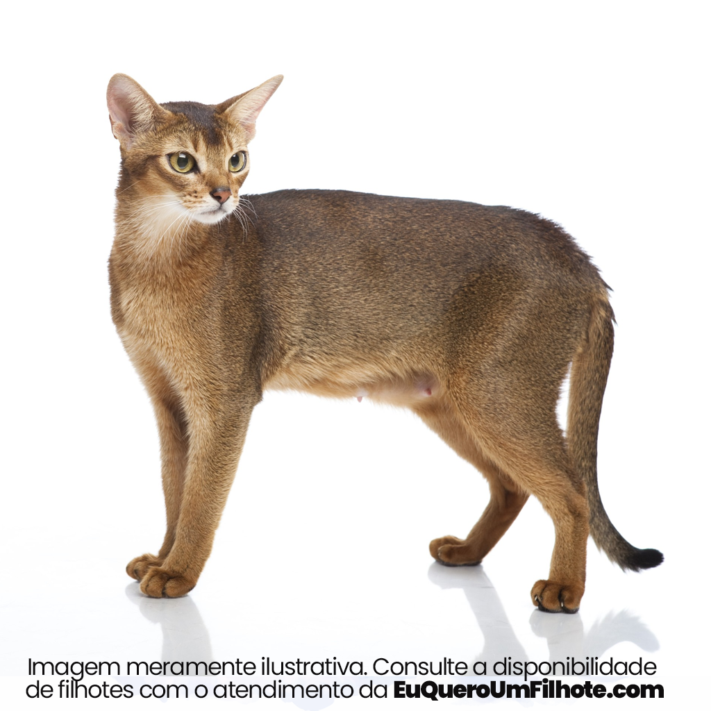 Cachorro Abissinio adulto - EuQueroUmFilhote