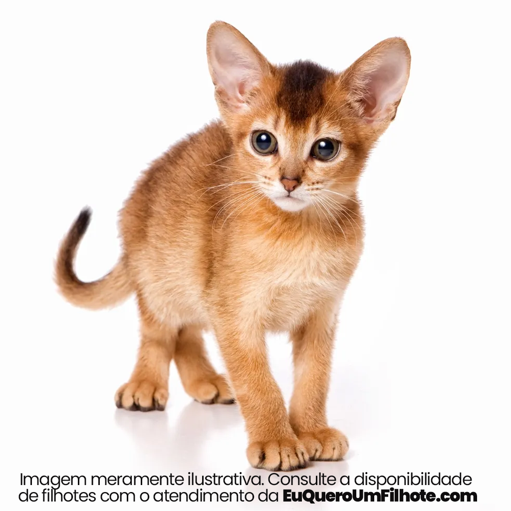 Filhote de Abissinio - EuQueroUmFilhote