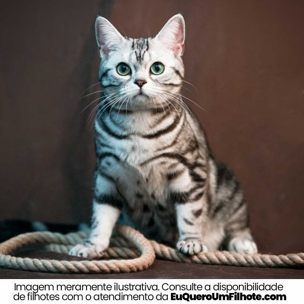 Cachorro American Shorthair adulto - EuQueroUmFilhote