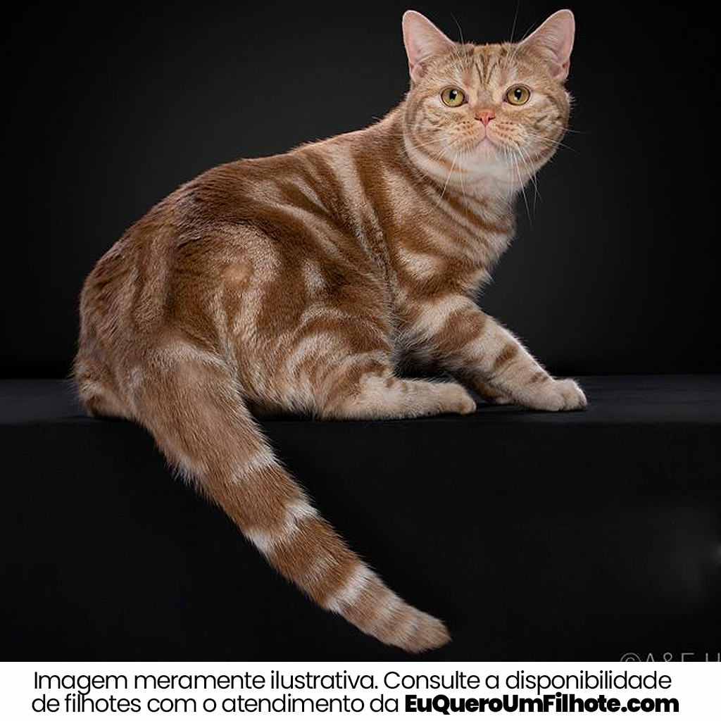 Cachorro American Wirehair adulto - EuQueroUmFilhote