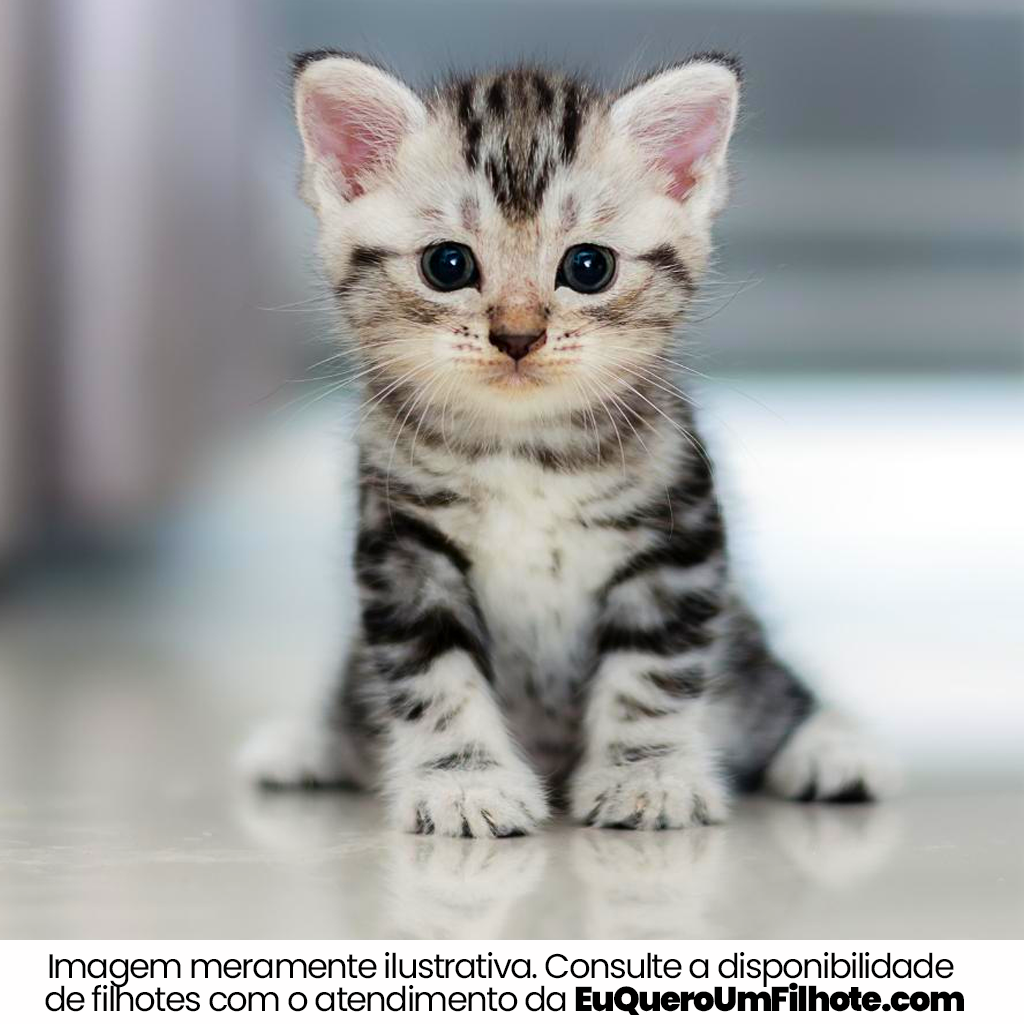 Filhote de American Wirehair - EuQueroUmFilhote