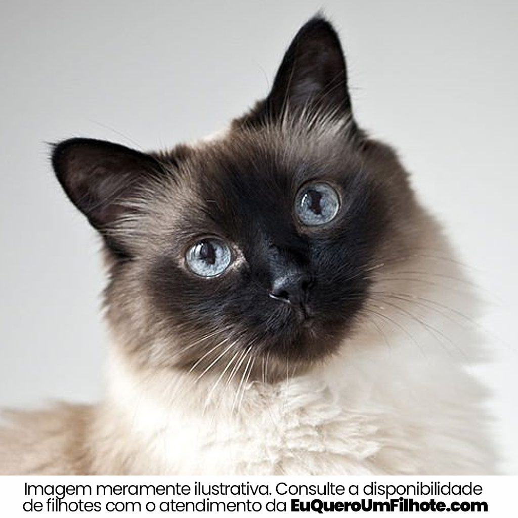 Cachorro Balinese adulto - EuQueroUmFilhote