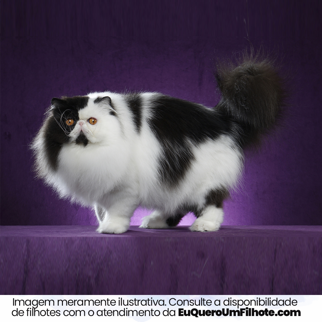 Cachorro Persa adulto - EuQueroUmFilhote